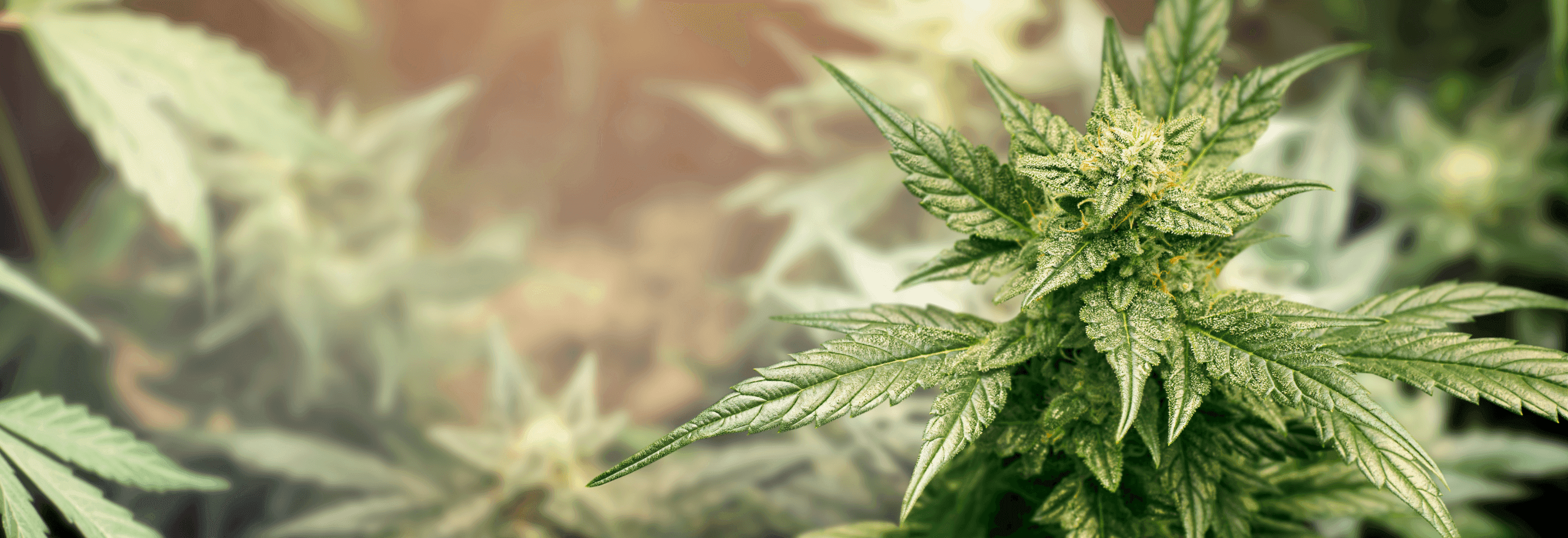 Nahaufnahme einer Cannabis-Pflanze mit grünen Blättern.